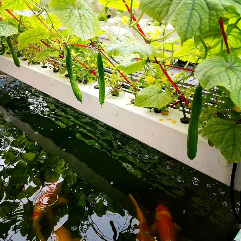 咸宁市气雾培鱼菜共生 - 方案